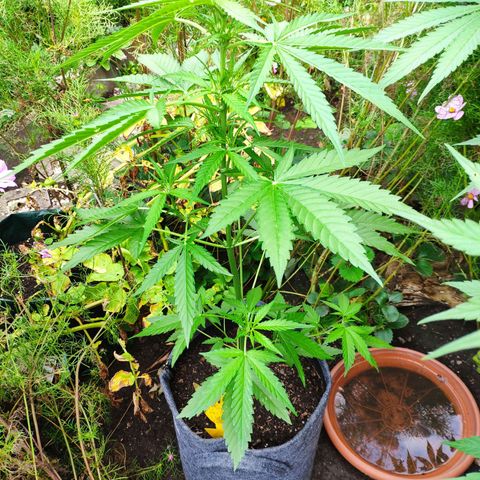 Purple Haze Auto  growlog timeline photo