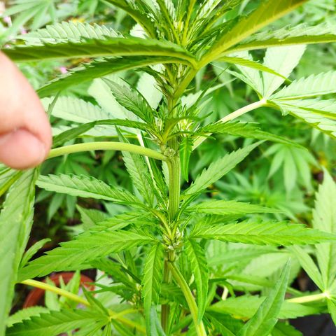 Purple Haze Auto  growlog timeline photo