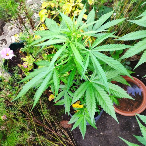 Purple Haze Auto  growlog timeline photo