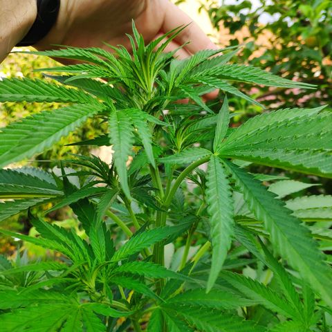 Purple Cookie Kush Sensi Seeds  growlog timeline photo