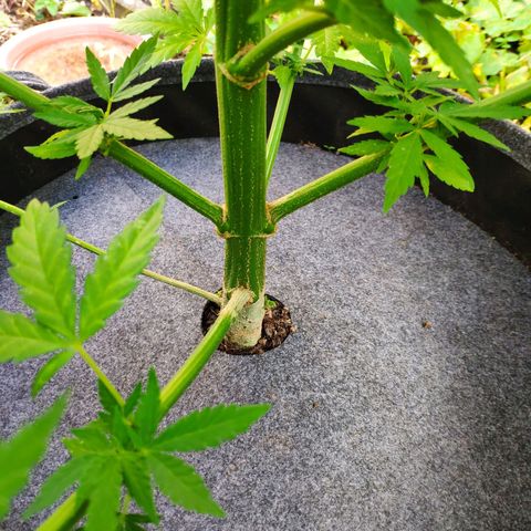 Purple Cookie Kush Sensi Seeds  growlog timeline photo