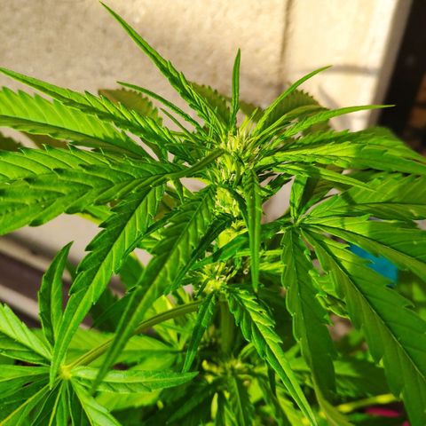 Purple Haze Auto  growlog timeline photo