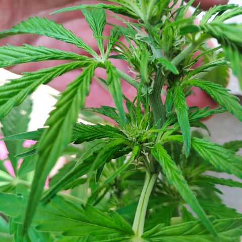 Pineapple Express 2 growlog timeline photo
