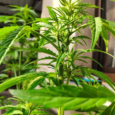 Pineapple Express 2 growlog timeline photo