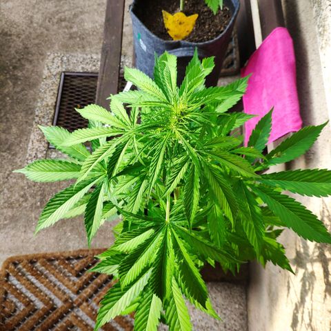 Pineapple Express 2 growlog timeline photo