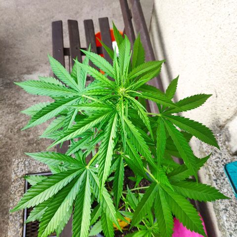 Purple Haze Auto  growlog timeline photo