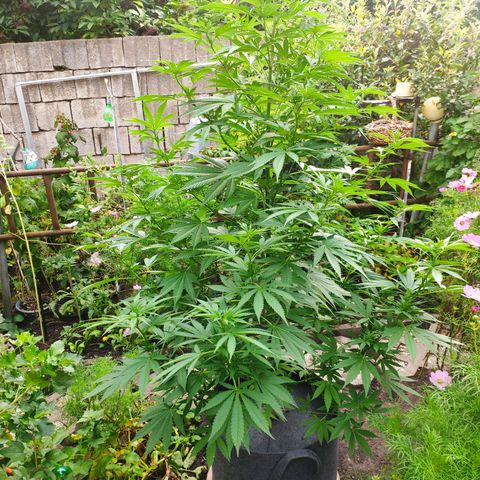 Purple Cookie Kush Sensi Seeds  growlog timeline photo