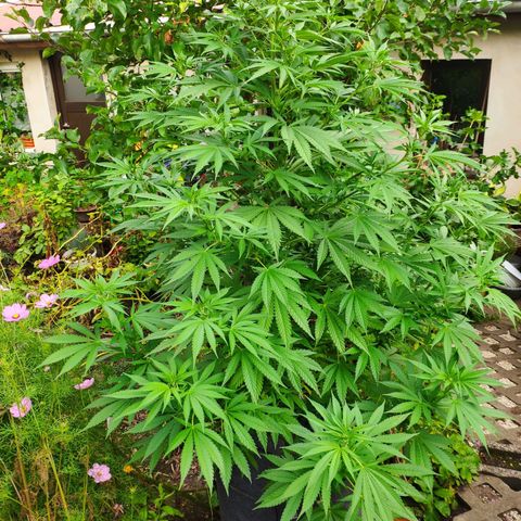 Purple Cookie Kush Sensi Seeds  growlog timeline photo