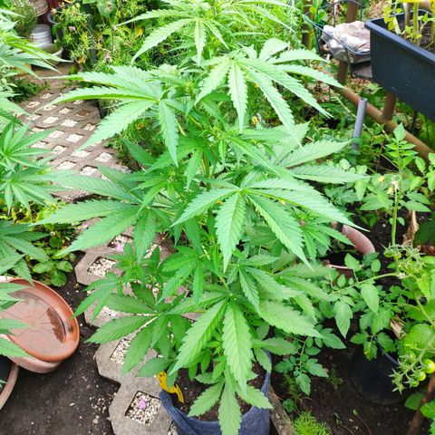 Pineapple Express 2 growlog timeline photo