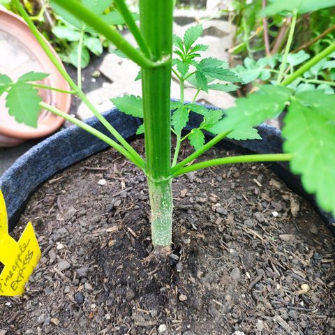 Pineapple Express 2 growlog timeline photo