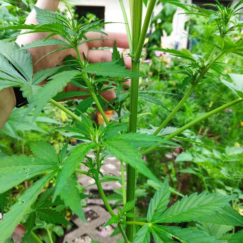 Pineapple Express 2 growlog timeline photo