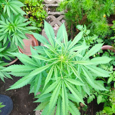 Pineapple Express 2 growlog timeline photo
