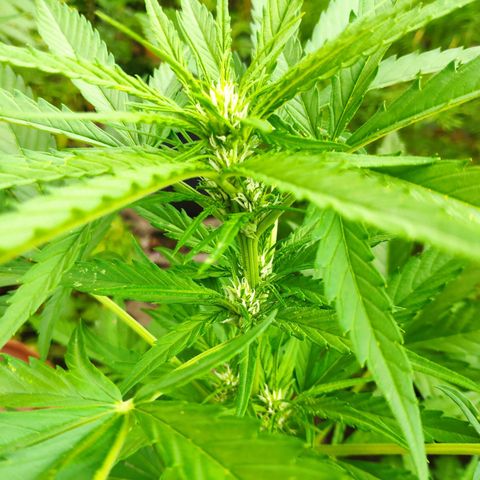 Purple Haze Auto  growlog timeline photo