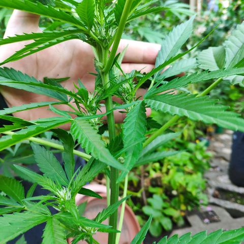 Purple Haze Auto  growlog timeline photo