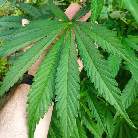 Purple Cookie Kush Sensi Seeds  growlog timeline photo