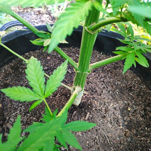 Purple Cookie Kush Sensi Seeds  growlog timeline photo