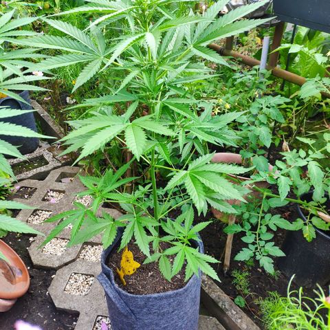 Purple Haze Auto  growlog timeline photo
