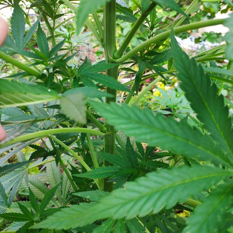 Purple Cookie Kush Sensi Seeds  growlog timeline photo