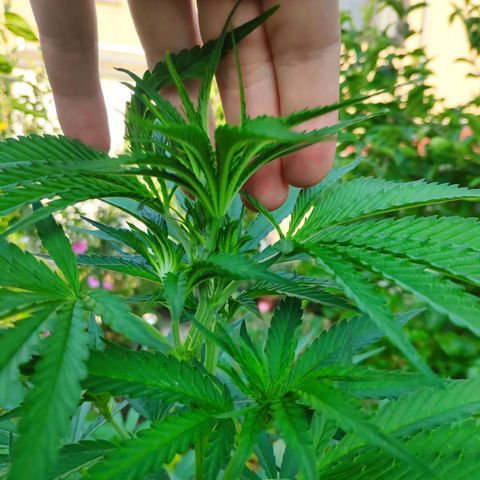 Purple Cookie Kush Sensi Seeds  growlog timeline photo