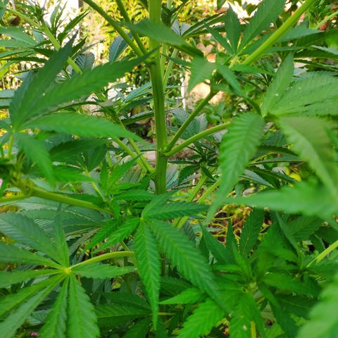 Purple Cookie Kush Sensi Seeds  growlog timeline photo