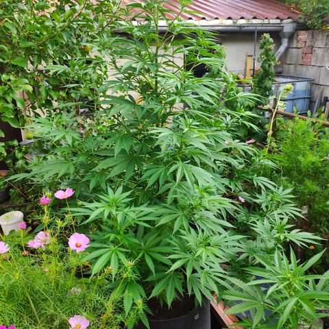 Purple Cookie Kush Sensi Seeds  growlog timeline photo