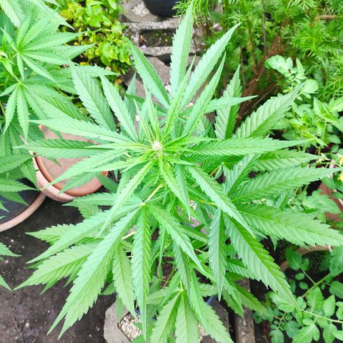 Purple Haze Auto  growlog timeline photo
