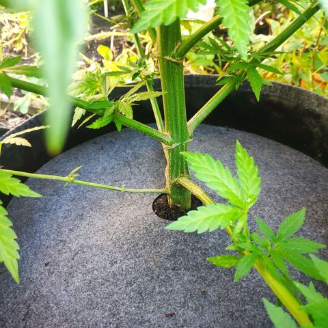 Purple Cookie Kush Sensi Seeds  growlog timeline photo
