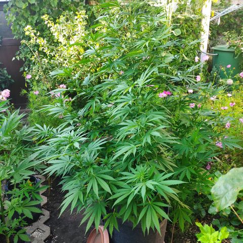 Purple Cookie Kush Sensi Seeds  growlog timeline photo