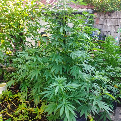Purple Cookie Kush Sensi Seeds  growlog timeline photo