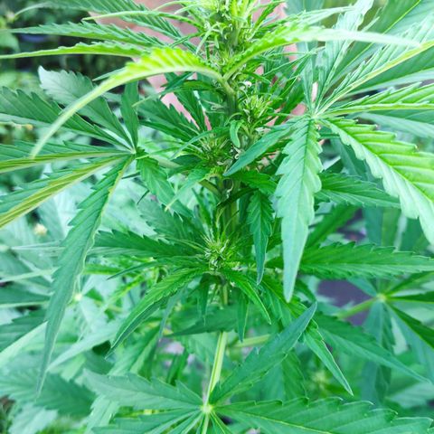 Pineapple Express 2 growlog timeline photo