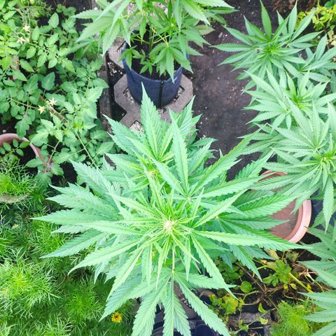 Pineapple Express 2 growlog timeline photo
