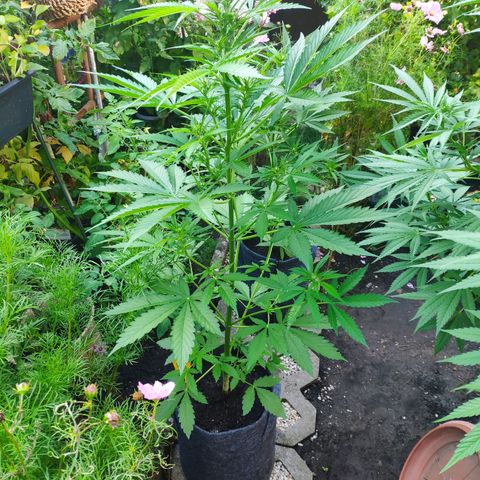 Pineapple Express 2 growlog timeline photo