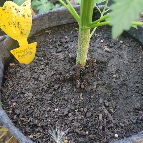 Pineapple Express 2 growlog timeline photo