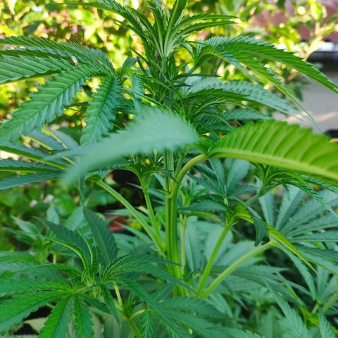 Purple Cookie Kush Sensi Seeds  growlog timeline photo