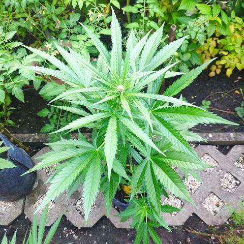 Purple Haze Auto  growlog timeline photo