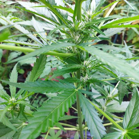 Purple Haze Auto  growlog timeline photo