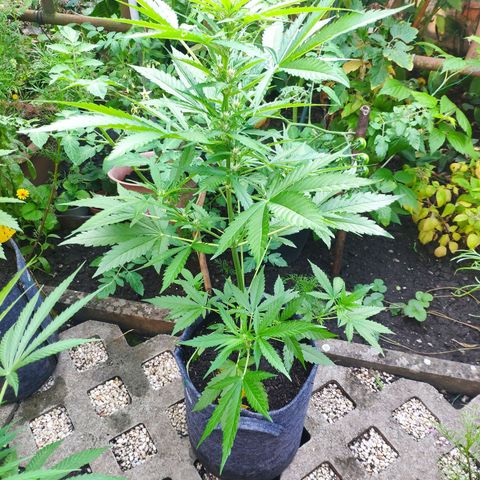 Purple Haze Auto  growlog timeline photo