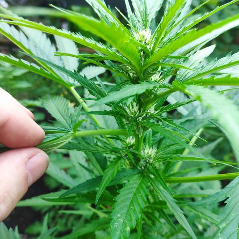Purple Haze Auto  growlog timeline photo