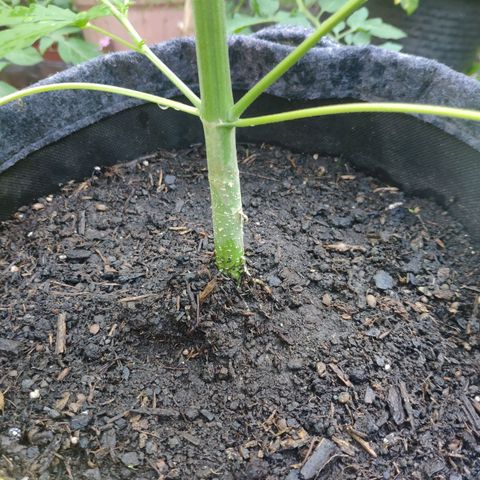 Purple Haze Auto  growlog timeline photo