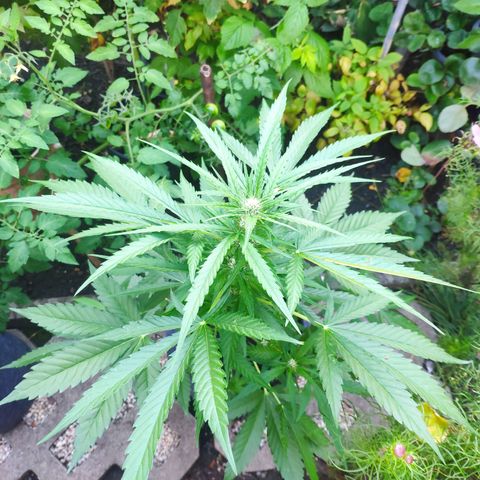 Purple Haze Auto  growlog timeline photo
