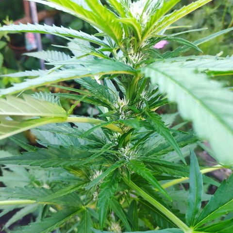 Purple Haze Auto  growlog timeline photo