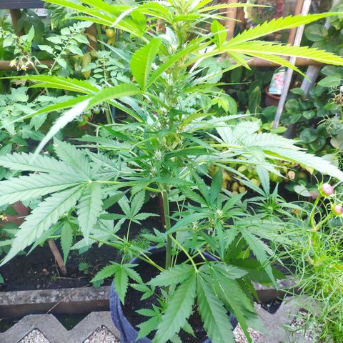 Purple Haze Auto  growlog timeline photo