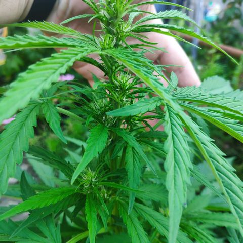 Pineapple Express 2 growlog timeline photo
