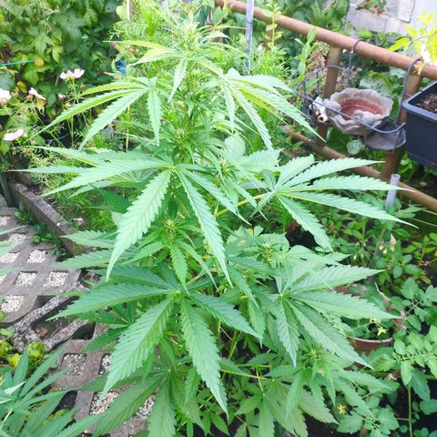 Pineapple Express 2 growlog timeline photo