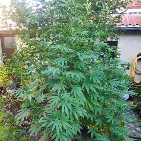 Purple Cookie Kush Sensi Seeds  growlog timeline photo