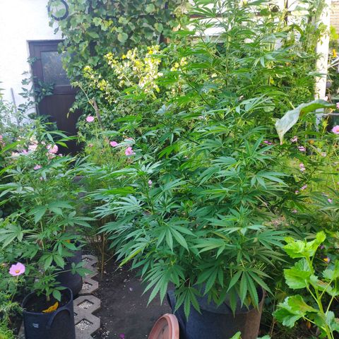 Purple Cookie Kush Sensi Seeds  growlog timeline photo
