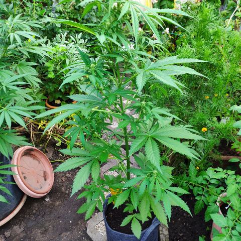 Pineapple Express 2 growlog timeline photo