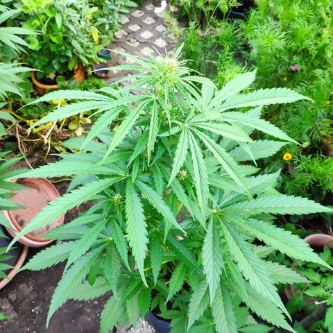 Pineapple Express 2 growlog timeline photo