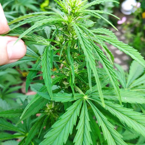 Pineapple Express 2 growlog timeline photo