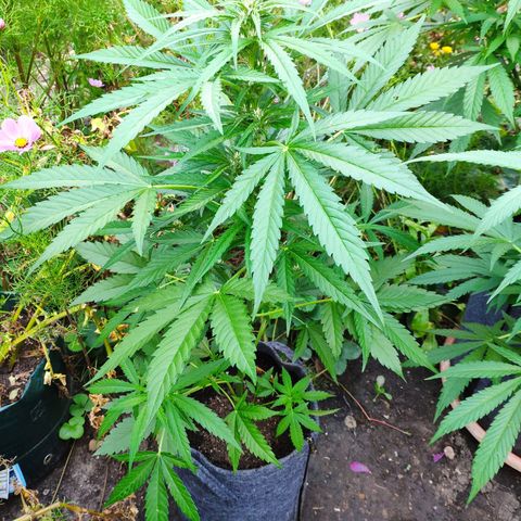 Purple Haze Auto  growlog timeline photo